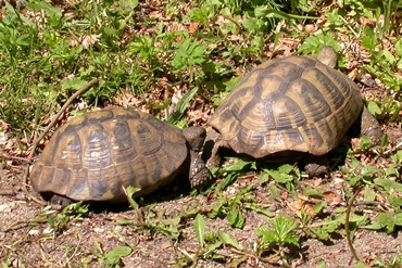 volwassen landschildpadden
